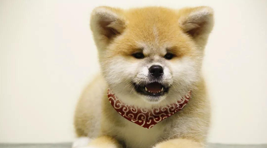 如何分清狗狗呕吐的原因?