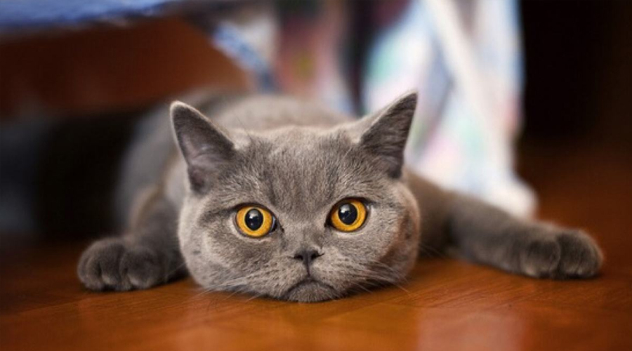 夏季养猫应该注意什么